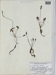 Drosera × obovata Mert. & W. D. J. Koch, Восточная Европа, Белоруссия (E3a) (Белоруссия)