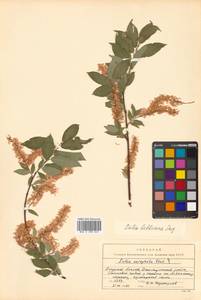 Ива Бебба, Ива Бэбба Sarg., Сибирь, Дальний Восток (S6) (Россия)