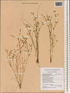 Juncus hybridus Brot., Зарубежная Азия (ASIA) (Кипр)