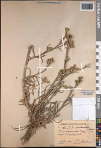 Кузиния ложномягкая C.Winkl., Средняя Азия и Казахстан, Сырдарьинские пустыни и Кызылкумы (M7) (Узбекистан)