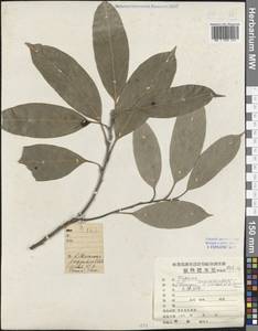 Lithocarpus longipedicellatus (Hickel & A.Camus) A.Camus, Зарубежная Азия (ASIA) (КНР)