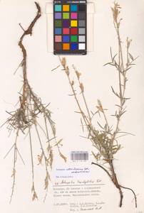 Astragalus astrachanicus Sytin & Laktionov, Восточная Европа, Нижневолжский район (E9) (Россия)