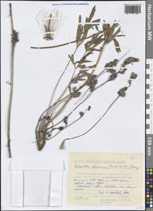 Прострел даурский (Fisch. ex DC.) Spreng., Сибирь, Якутия (S5) (Россия)