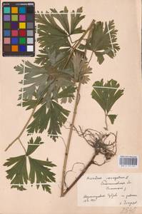 Борец пестрый L., Восточная Европа, Западно-Украинский район (E13) (Украина)