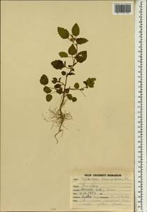 Malvastrum coromandelianum subsp. coromandelianum, Зарубежная Азия (ASIA) (Индия)