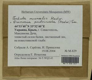 Grimmia pulvinata (Hedw.) Sm., Гербарий мохообразных, Мхи - Крым (B3a) (Россия)