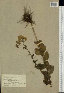 Очитник большой (L.) Holub, Восточная Европа, Московская область и Москва (E4a) (Россия)