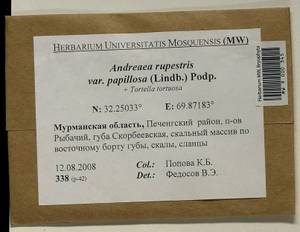 Andreaea rupestris var. papillosa (Lindb.) Podp., Гербарий мохообразных, Мхи - Карелия, Ленинградская и Мурманская области (B4) (Россия)