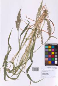 Ежовник обыкновенный, Куриное просо (L.) P.Beauv., Восточная Европа, Московская область и Москва (E4a) (Россия)