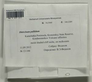 Ditrichum pallidum (Hedw.) Hampe, Гербарий мохообразных, Мхи - Чукотка и Камчатка (B21) (Россия)