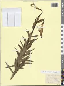 Лилия Совича Fisch. & Avé-Lall., Кавказ, Грузия (K4) (Грузия)