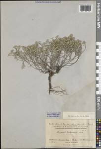 Odontarrhena tortuosa subsp. tortuosa, Восточная Европа, Восточный район (E10) (Россия)