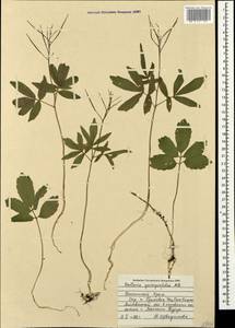 Сердечник пятилистный (M.Bieb.) Schmalh., Крым (KRYM) (Россия)