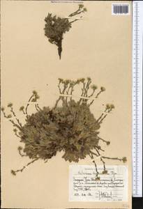 Незабудочник мохнатый (Ledeb.) Bunge, Средняя Азия и Казахстан, Западный Тянь-Шань и Каратау (M3) (Узбекистан)