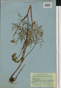 Гирчовник татарский Hoffm., Восточная Европа, Северный район (E1) (Россия)