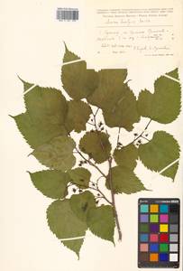 Morus indica L., Сибирь, Дальний Восток (S6) (Россия)