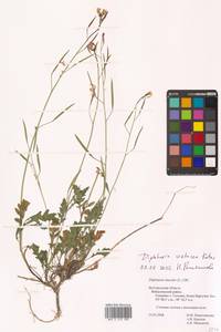 Двурядка меловая Kotov, Восточная Европа, Центральный лесостепной район (E6) (Россия)