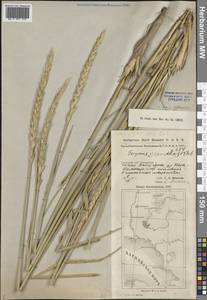 Волоснец кистистый, Колосняк кистистый (Lam.) Tzvelev, Средняя Азия и Казахстан, Прикаспийский Устюрт и Северное Приаралье (M8) (Казахстан)