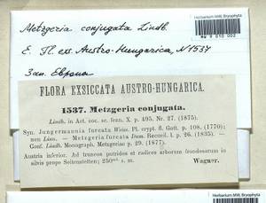Metzgeria conjugata Lindb., Гербарий мохообразных, Мхи - Западная Европа (BEu) (Австрия)