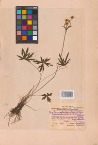 Лютик едкий L., Восточная Европа, Северо-Западный район (E2) (Россия)