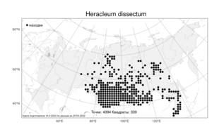 Heracleum dissectum, Борщевик рассеченный Ledeb., Атлас флоры России (FLORUS) (Россия)
