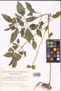 Эльсгольция реснитчатая (Thunb.) Hyl., Восточная Европа, Московская область и Москва (E4a) (Россия)