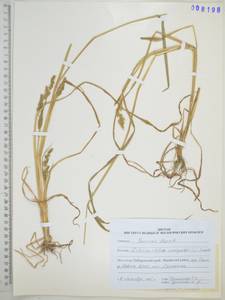 Ежовник обыкновенный, Куриное просо (L.) P.Beauv., Сибирь, Дальний Восток (S6) (Россия)