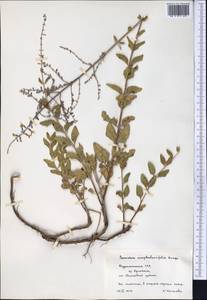Salvia scrophulariifolia (Bunge) B.T.Drew, Средняя Азия и Казахстан, Памир и Памиро-Алай (M2) (Туркмения)