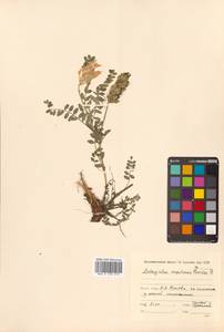 Астрагал приморский Boriss., Сибирь, Дальний Восток (S6) (Россия)