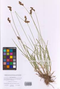 Осока заячья L., Восточная Европа, Московская область и Москва (E4a) (Россия)