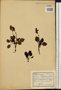 Грушанка круглолистная L., Восточная Европа, Северный район (E1) (Россия)