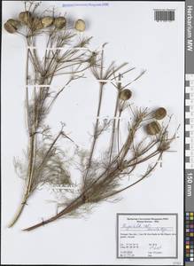 Прангос трехраздельный (Mill.) Herrnst. & Heyn, Западная Европа (EUR) (Португалия)