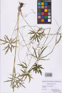 Лютик едкий L., Восточная Европа, Западный район (E3) (Россия)