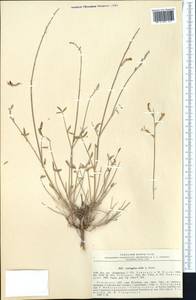 Astragalus exilis Korol., Средняя Азия и Казахстан, Памир и Памиро-Алай (M2) (Узбекистан)