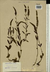 Вероника колосистая L., Восточная Европа, Северный район (E1) (Россия)