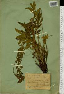 Лапчатка длиннолистная Willd., Сибирь, Западный (Казахстанский) Алтай (S2a) (Казахстан)