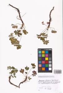 Geranium dalmaticum (Beck) Rech. f., Восточная Европа, Московская область и Москва (E4a) (Россия)