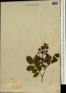 Шиповник многоцветковый Thunb., Зарубежная Азия (ASIA) (Япония)