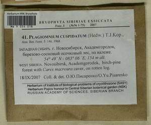 Plagiomnium cuspidatum (Hedw.) T.J. Kop., Гербарий мохообразных, Мхи - Западная Сибирь (включая Алтай) (B15) (Россия)