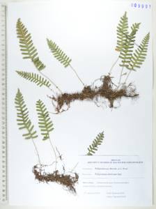 Многоножка сибирская Sipliv., Сибирь, Дальний Восток (S6) (Россия)