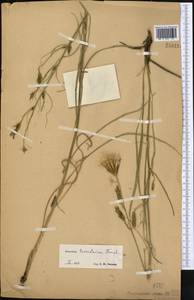 Candollea turkestanica (Franch.) Yild., Средняя Азия и Казахстан, Западный Тянь-Шань и Каратау (M3)