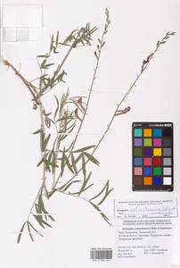 Astragalus astrachanicus Sytin & Laktionov, Восточная Европа, Нижневолжский район (E9) (Россия)