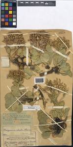 Lepidium robustum (Pavlov) Al-Shehbaz, Средняя Азия и Казахстан, Западный Тянь-Шань и Каратау (M3) (Казахстан)