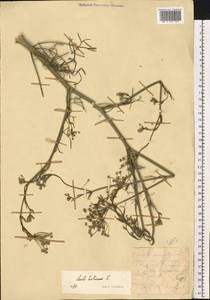 Жабрица извилистая L., Восточная Европа, Нижневолжский район (E9) (Россия)