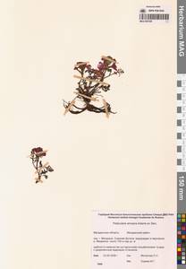 Мытник прелестный Adams ex Steven, Сибирь, Чукотка и Камчатка (S7) (Россия)