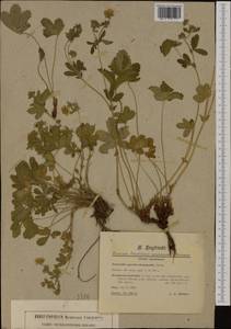 Potentilla chrysantha subsp. amphibola (Schur) Soják, Западная Европа (EUR) (Венгрия)