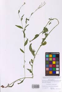 Башеница голая, Башенница гладкая, Вяжечка гладкая L., Восточная Европа, Московская область и Москва (E4a) (Россия)