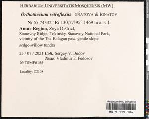 Orthothecium retroflexum Ignatov & Ignatova, Гербарий мохообразных, Мхи - Дальний Восток (без Чукотки и Камчатки) (B20) (Россия)