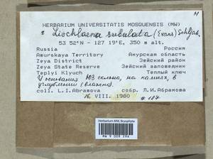 Liochlaena subulata (A. Evans) Schljakov, Гербарий мохообразных, Мхи - Дальний Восток (без Чукотки и Камчатки) (B20) (Россия)
