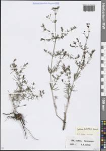 Подмаренник ксерофитный (Klokov) Pobed., Кавказ, Ставропольский край, Карачаево-Черкесия, Кабардино-Балкария (K1b) (Россия)